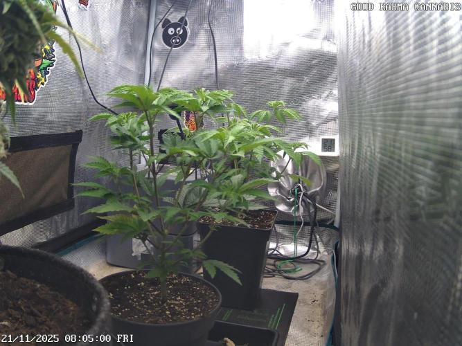 Criminal Seeds: Carbon Filter X OG kush