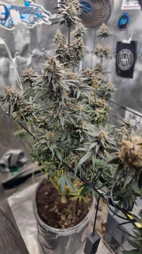 AnanaZ🍍 (will be my next addiction). Week 8