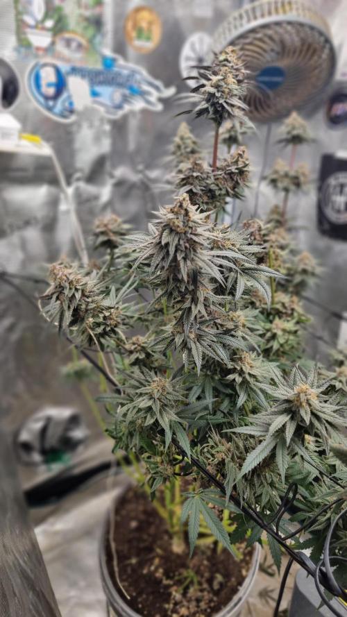 AnanaZ🍍 (will be my next addiction). Week 8