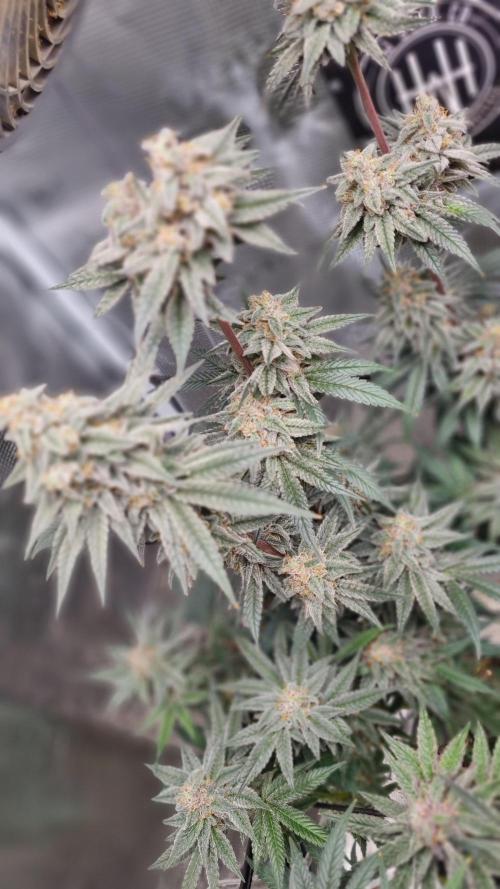 AnanaZ🍍 (will be my next addiction). Week 8