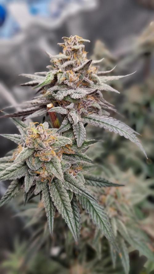 AnanaZ🍍 (will be my next addiction). Week 8