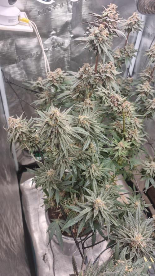 AnanaZ🍍 (will be my next addiction). Week 8