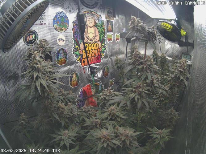 AnanaZ🍍 (will be my next addiction). Week 9