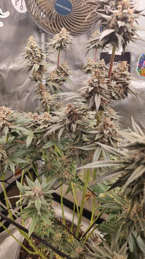 AnanaZ🍍 (will be my next addiction). Week 9