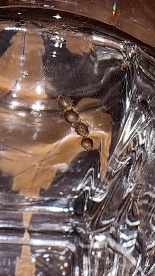 Royce Berry - Ganja Games Germany. Week 0