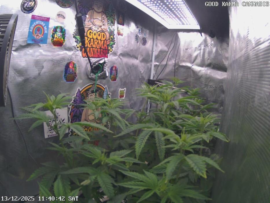 Criminal Seeds: Carbon Filter X OG kush. Week 3