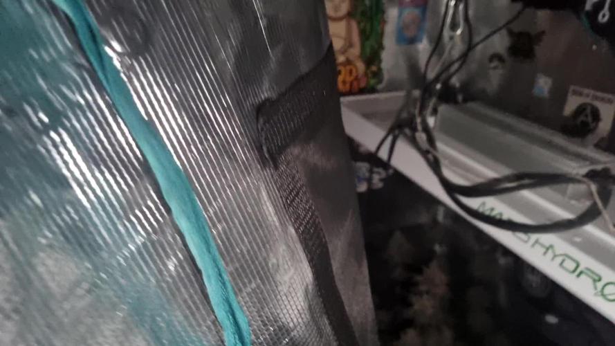 AnanaZ🍍 (will be my next addiction)