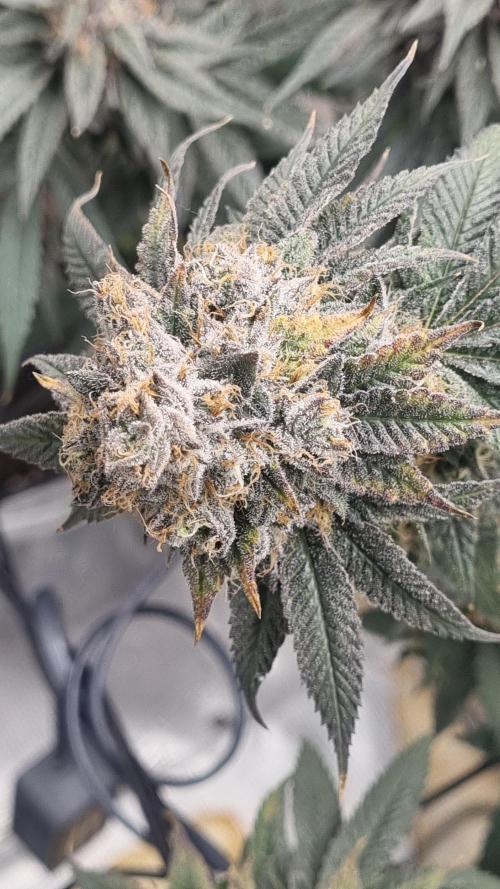 AnanaZ🍍 (will be my next addiction). Week 15