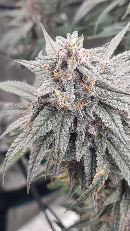 AnanaZ🍍 (will be my next addiction). Week 15