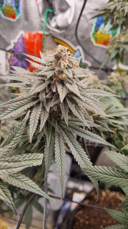 AnanaZ🍍 (will be my next addiction). Week 15