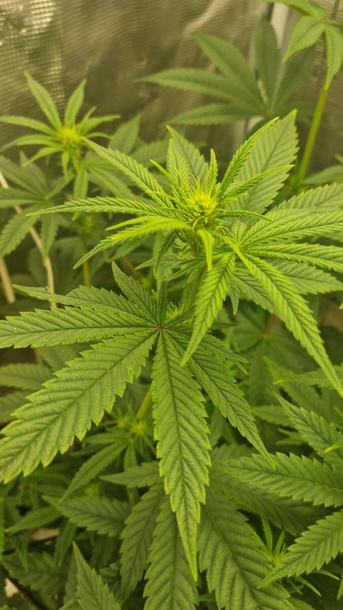 Criminal Seeds: Carbon Filter X OG kush. Week 10