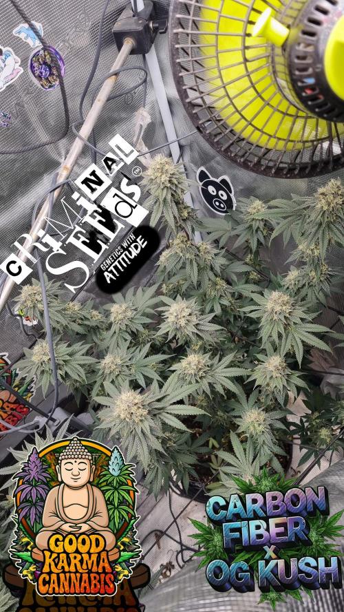 Criminal Seeds: Carbon Filter X OG kush. Week 10