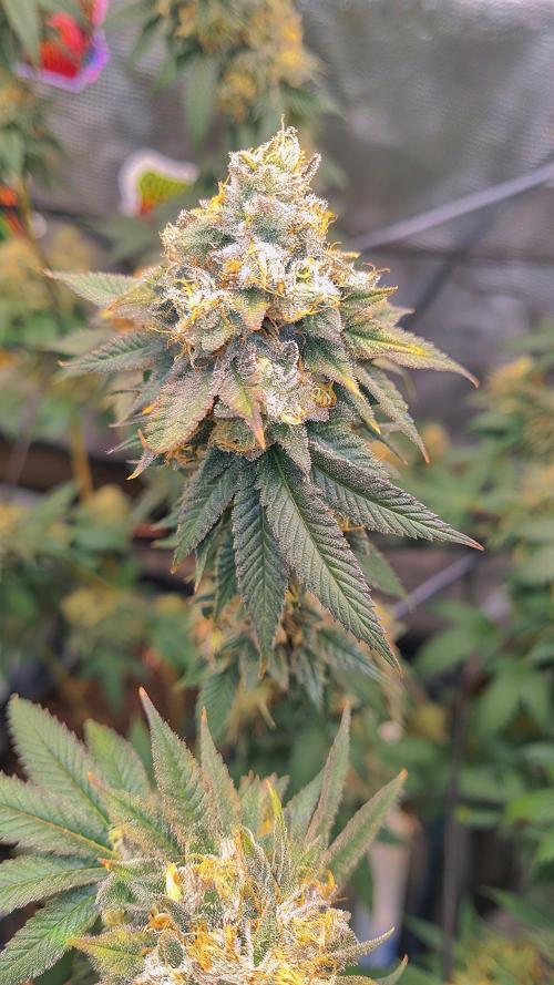 Carbon Filter X OG KUSH. Week 17