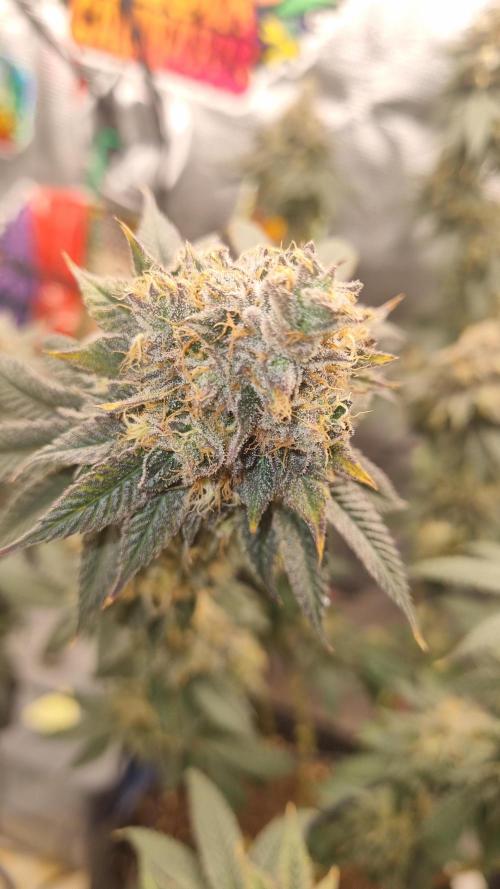 Carbon Filter X OG KUSH. Week 17
