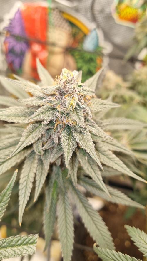 Carbon Filter X OG KUSH. Week 17