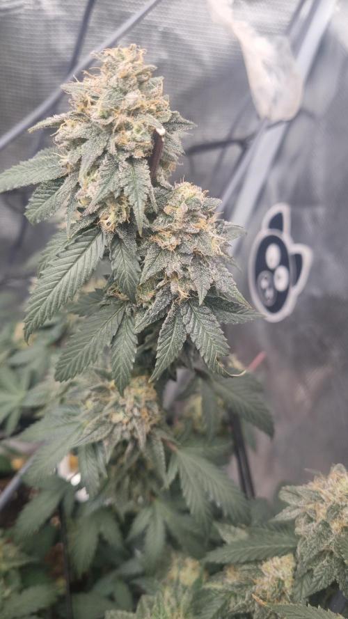 Carbon Filter X OG KUSH. Week 17