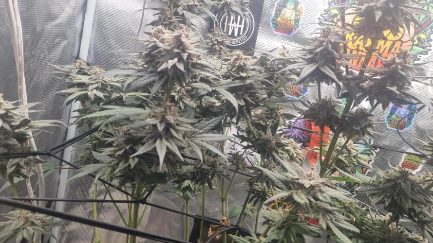 Carbon Filter X OG KUSH. Week 17