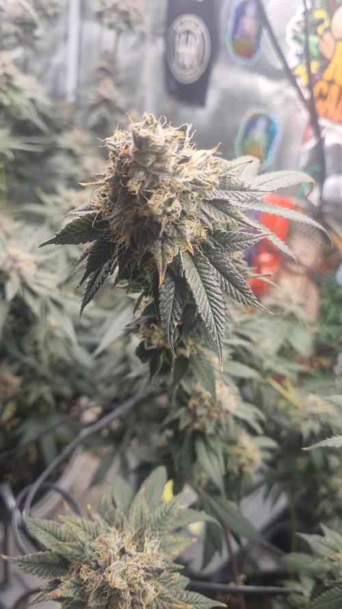 Carbon Filter X OG KUSH. Week 17