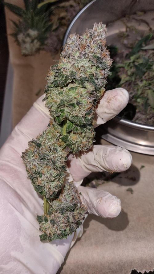 Carbon Filter X OG KUSH. Week 19