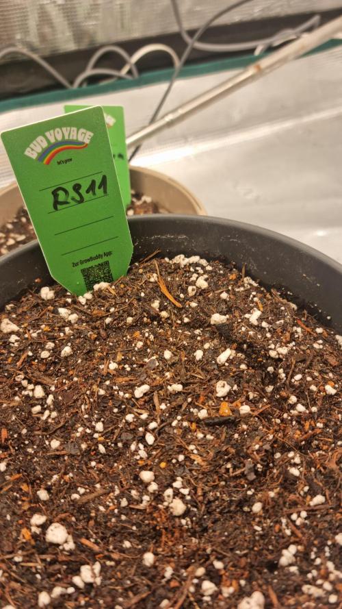 RS11 x Banana OG. Week 0