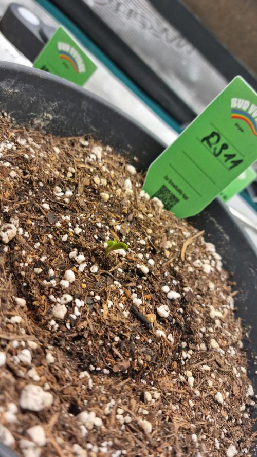 RS11 x Banana OG. Week 0 - Welcome to the World 
RS11 :)

04.03