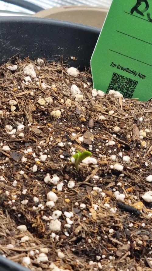 RS11 x Banana OG. Week 0 - Welcome to the World 
RS11 :)

04.03