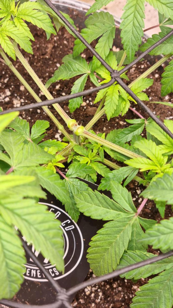 Carbon Filter X OG KUSH. Week 7
