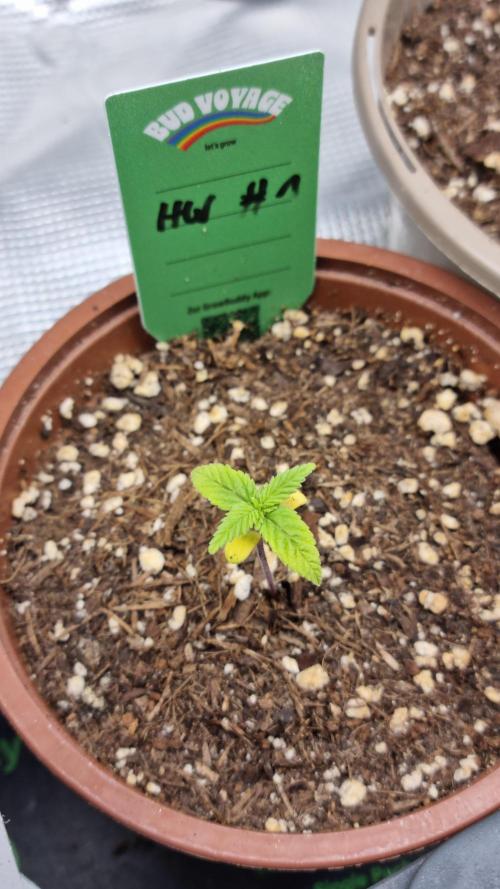 Royce Berry. Week 1