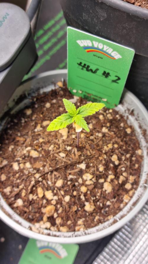 Royce Berry. Week 1