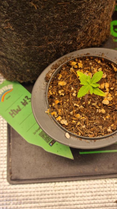 Royce Berry. Week 1