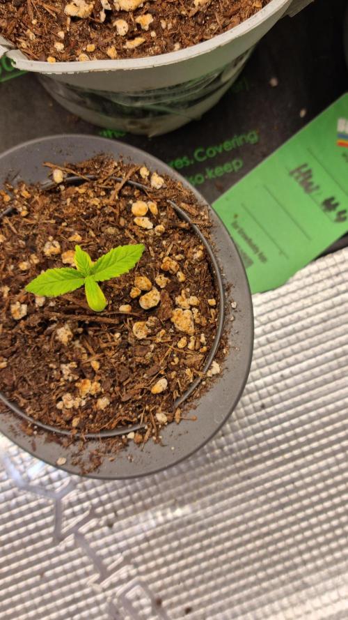 Royce Berry. Week 1