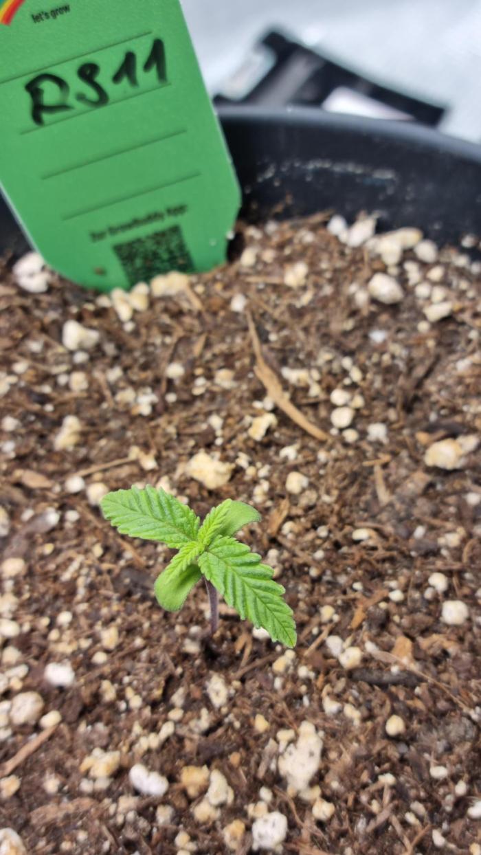 RS11 x Banana OG. Week 1 - Today veg is starting and I'm pumped 😍