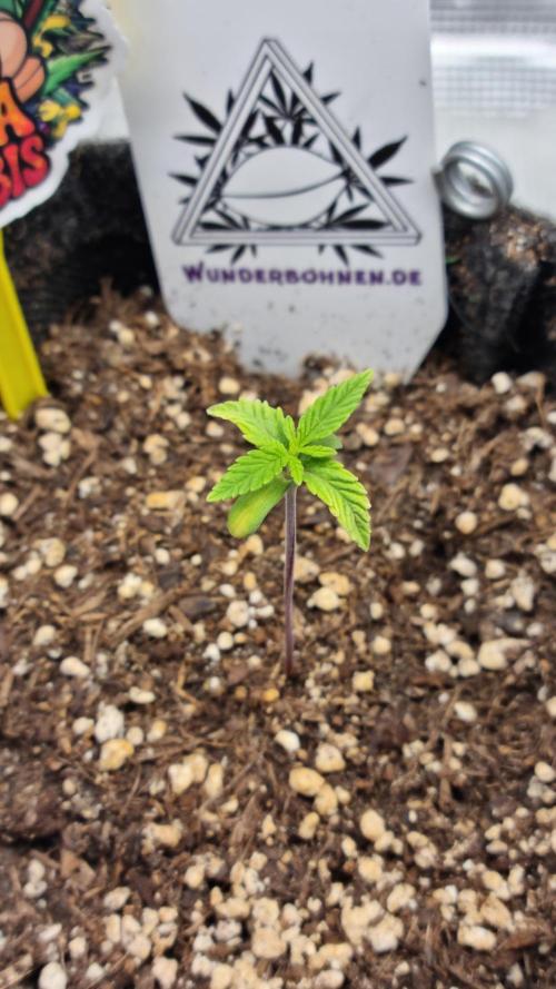 Wunderbohnen - Seeds of Anarchy. Week 1