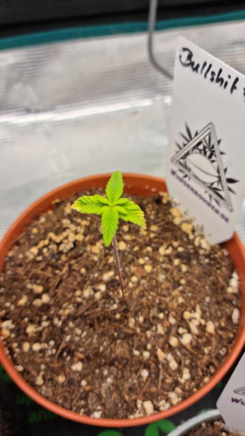 Wunderbohnen - Seeds of Anarchy. Week 1