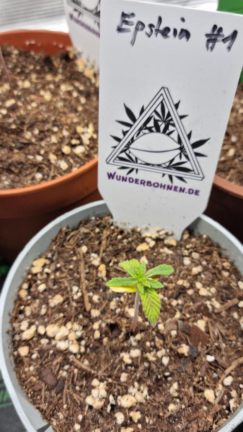 Wunderbohnen - Seeds of Anarchy. Week 1