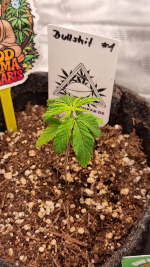Wunderbohnen - Seeds of Anarchy. Week 2 - Bullshit #1
