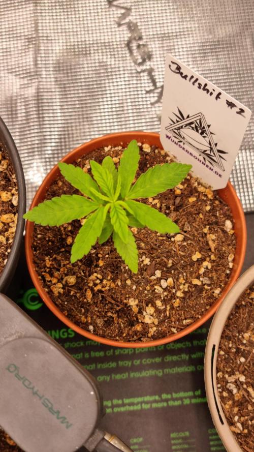 Wunderbohnen - Seeds of Anarchy. Week 2 - Bullshit #2