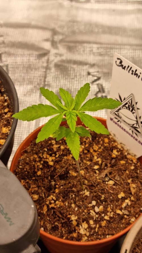 Wunderbohnen - Seeds of Anarchy. Week 2 - Bullshit #2