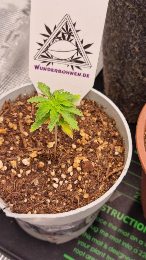 Wunderbohnen - Seeds of Anarchy. Week 2 - The Epstein List #1 