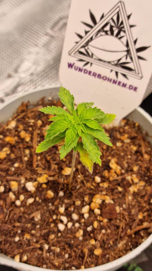 Wunderbohnen - Seeds of Anarchy. Week 2 - The Epstein List #1 