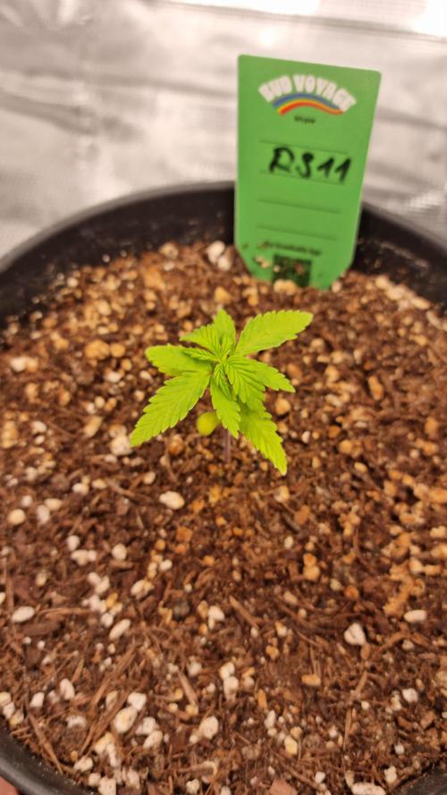 RS11 x Banana OG. Week 2 - RS11 x BANANA OG 