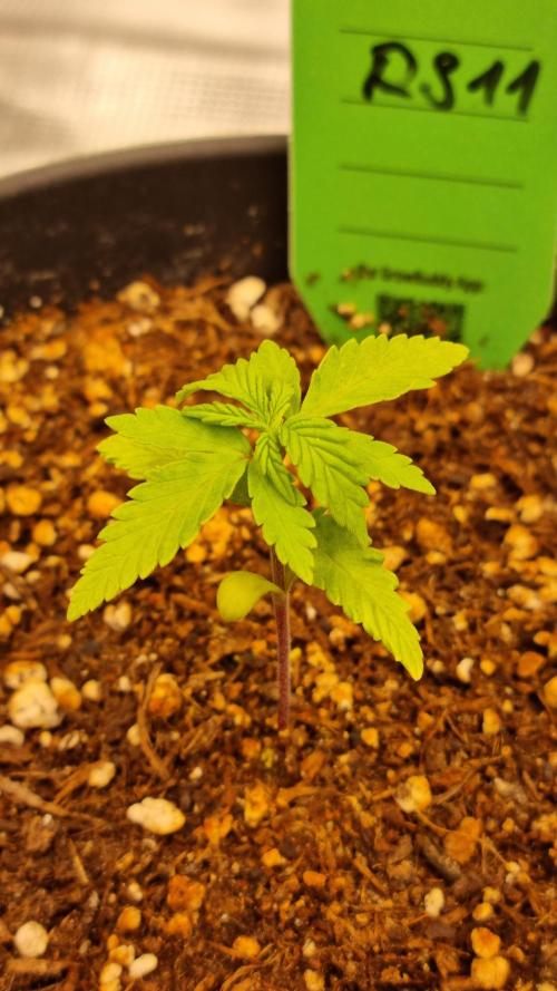RS11 x Banana OG. Week 2 - RS11 x BANANA OG