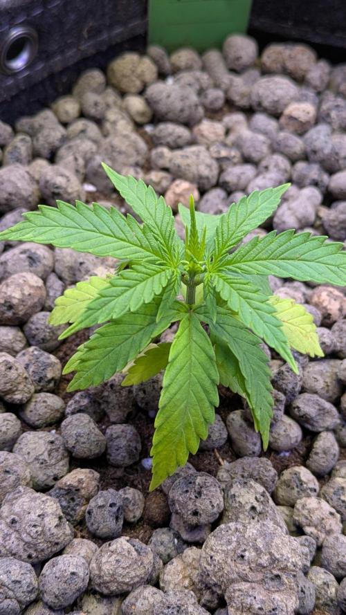 RS11 x Banana OG. Week 3