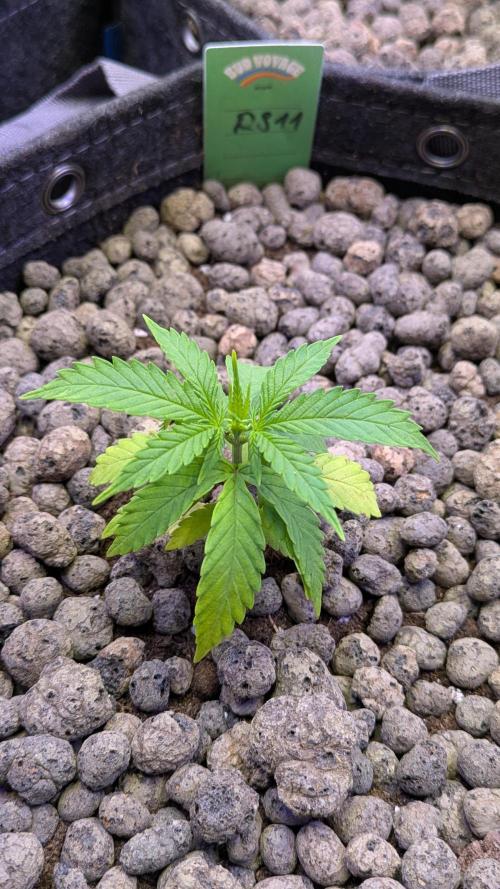 RS11 x Banana OG. Week 3