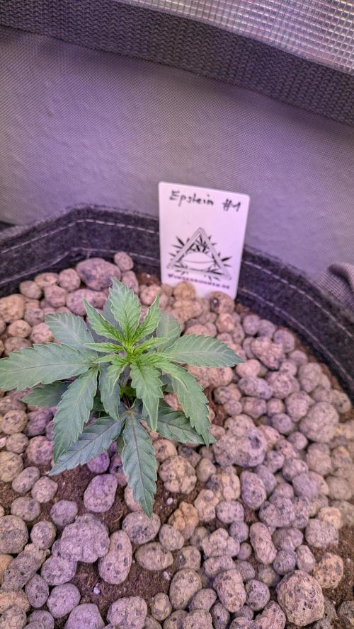Wunderbohnen - Seeds of Anarchy. Week 3