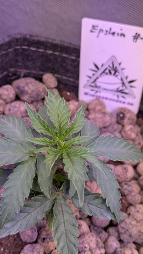 Wunderbohnen - Seeds of Anarchy. Week 3