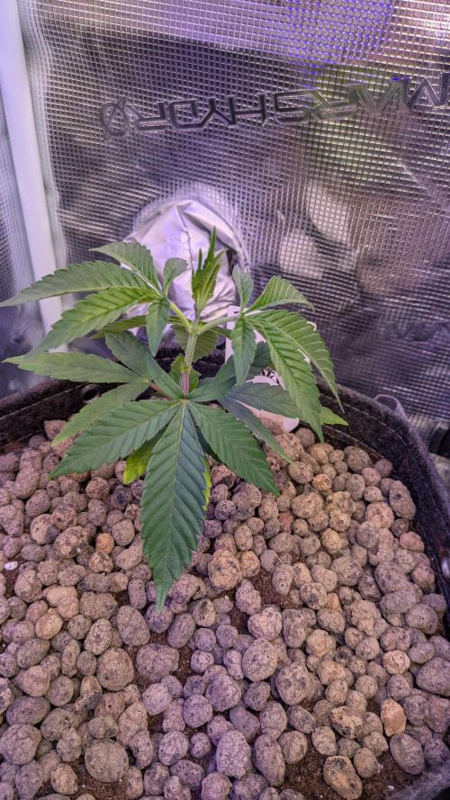 Wunderbohnen - Seeds of Anarchy. Week 3