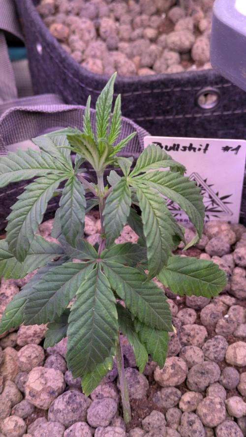 Wunderbohnen - Seeds of Anarchy. Week 3