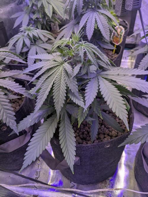 RS11 x Banana OG. Week 4