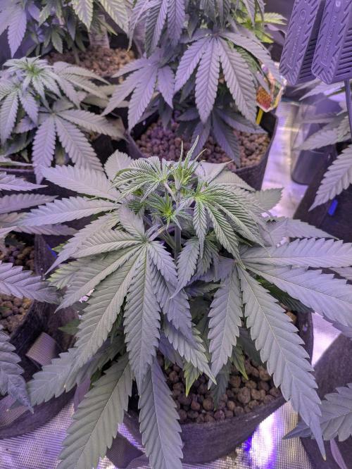 RS11 x Banana OG. Week 4